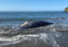 Marine Mammal Center - April 8, 2021