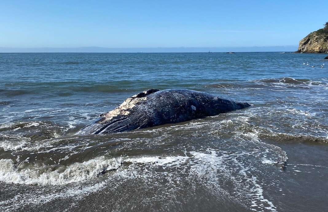 Marine Mammal Center - April 8, 2021