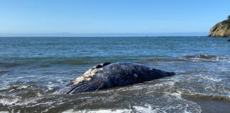 Marine Mammal Center - April 8, 2021