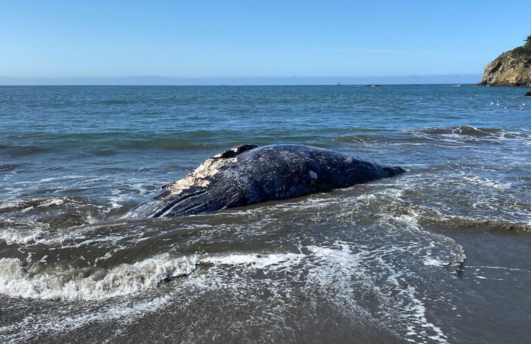 Four Dead Grey Whales Found on Bay Area Beaches Since March 31