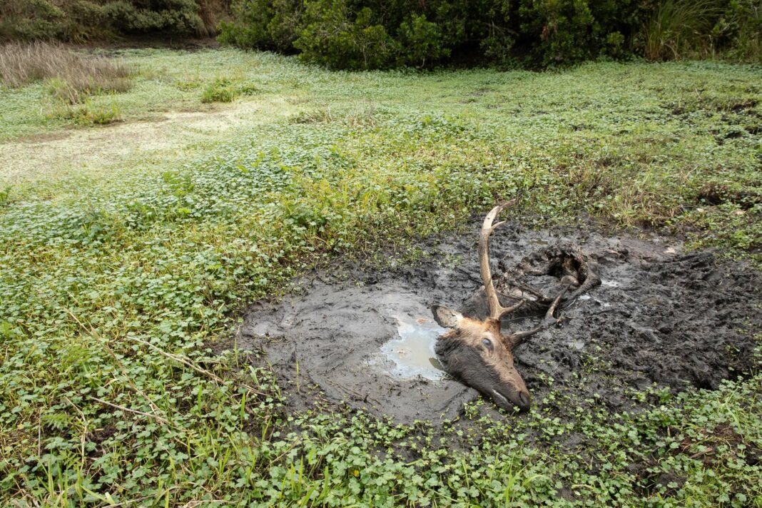 Point Reyes National Seashore tule elk drought 2021