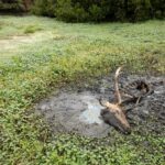 Point Reyes National Seashore tule elk drought 2021