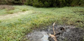 Point Reyes National Seashore tule elk drought 2021