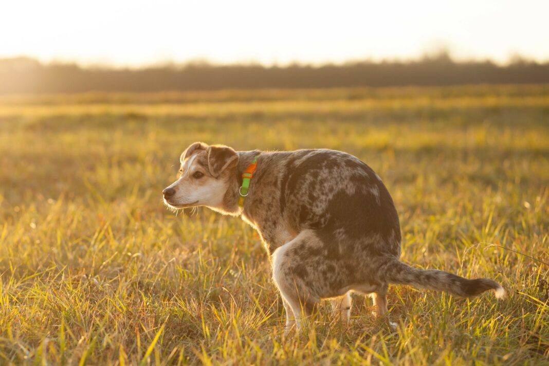 Sunset dog pooping