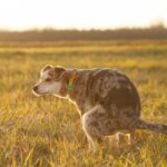 Sunset dog pooping