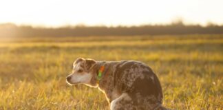 Sunset dog pooping