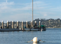 Tensions Rising on Richardson Bay as Police Arrest Man Living on Boat Richardson Bay - April 2, 2021