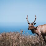 Tule Elk - Point Reyes National Seashore