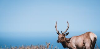 Tule Elk - Point Reyes National Seashore