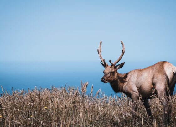 Open Mic: Point Reyes National Feedlot Backed by Surprising Allies, Usual Suspects Tule Elk - Point Reyes National Seashore