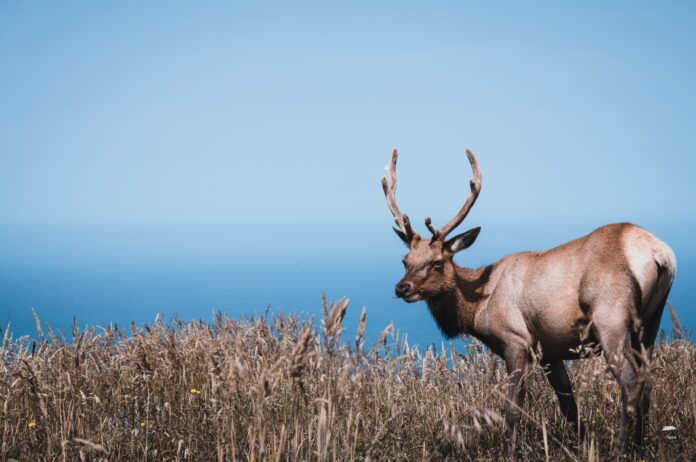 Tule Elk - Point Reyes National Seashore