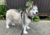 Jordan husky foster dog