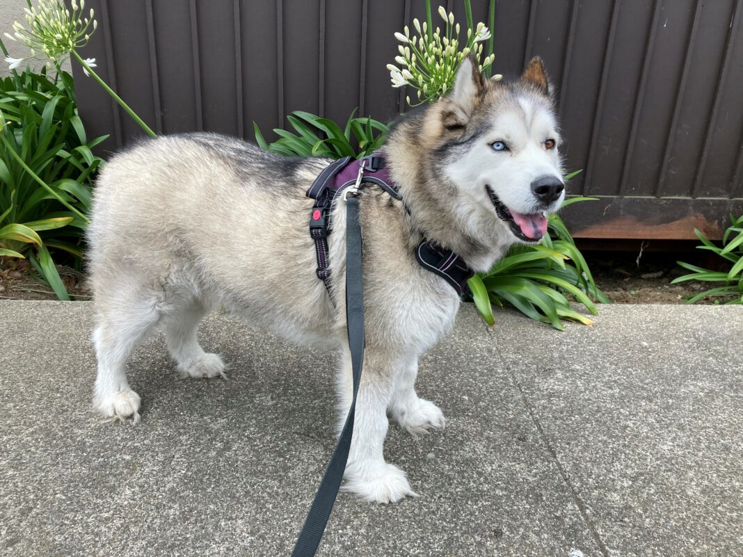 Jordan husky foster dog