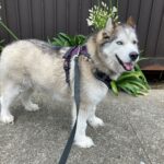 Jordan husky foster dog