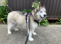 How Pandemic Pets Eased the Loneliness of the Covid Lockdown Jordan husky foster dog