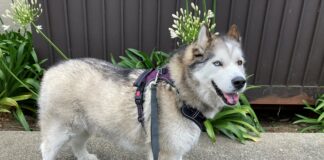 Jordan husky foster dog