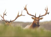 Death by Design: How the National Park Service experiments on tule elk
