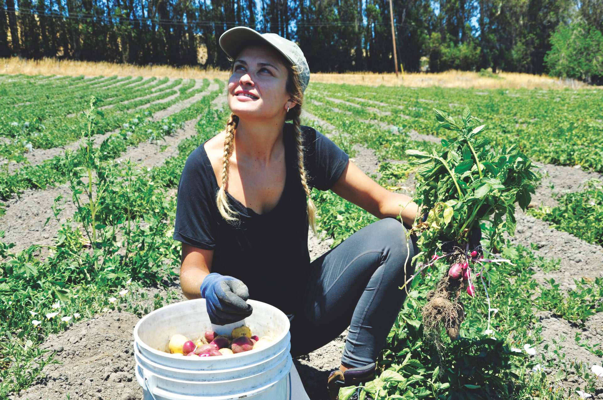 Dry Farmers Challenged by Drought | Pacific Sun