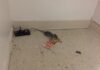 golden-gate-village-pantry-rat