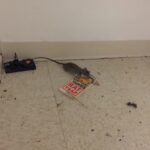 golden-gate-village-pantry-rat