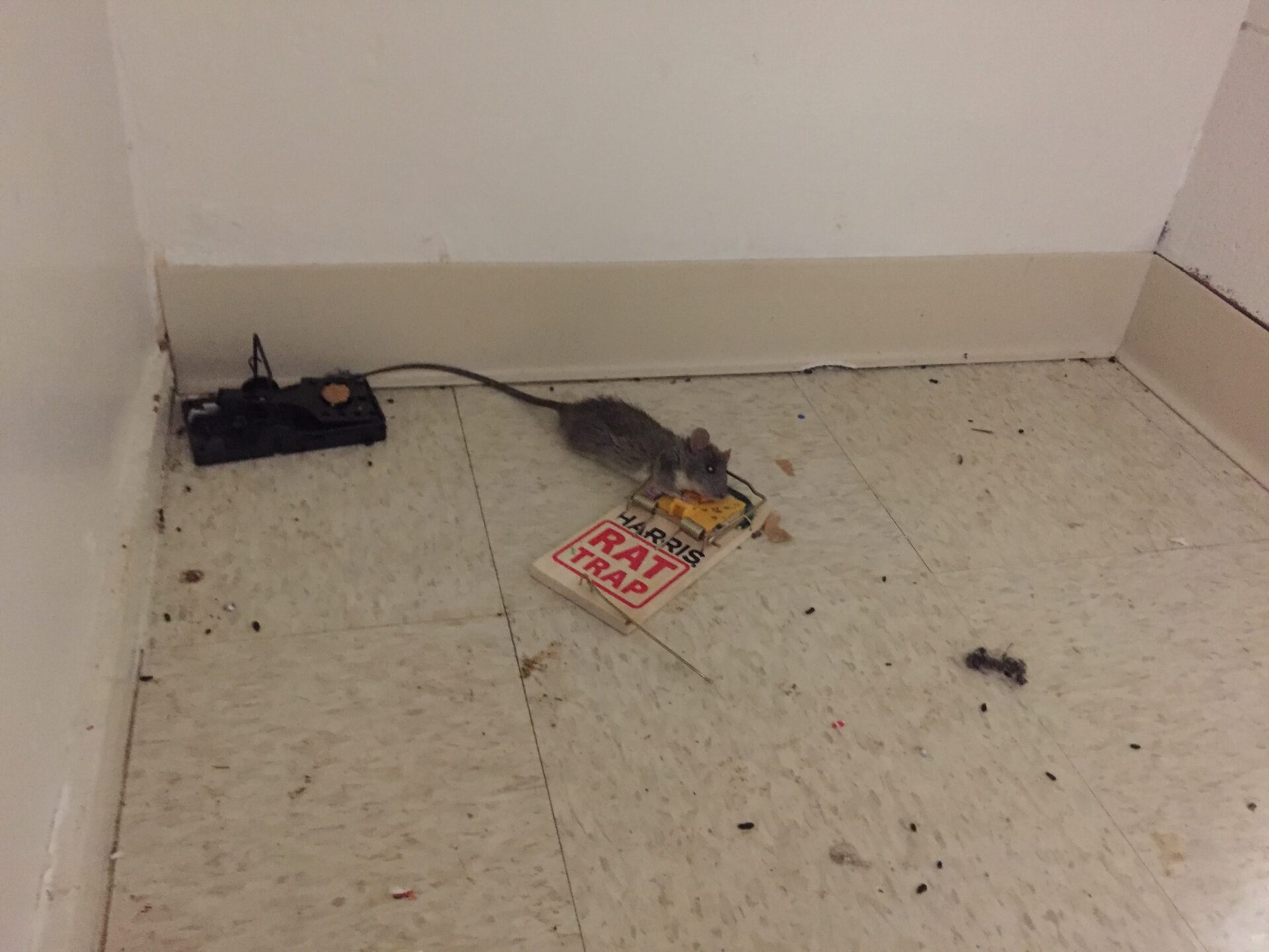 Tour of Golden Gate Village Apartments Reveals Squalid Conditions