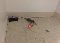 golden-gate-village-pantry-rat