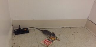 golden-gate-village-pantry-rat