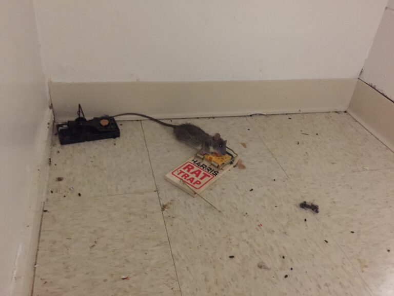 Tour of Golden Gate Village Apartments Reveals Squalid Conditions