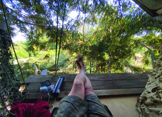 Up in the Old Redwood Tree