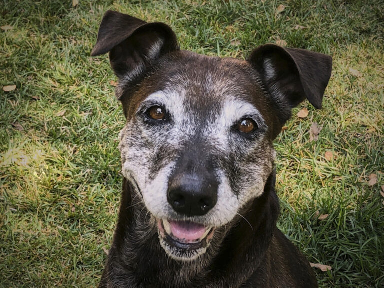 North Bay Senior Dog Sanctuary Leads National Campaign to Save Elder Pups