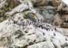 Farallon Islands - cricketsblog/Wikimedia