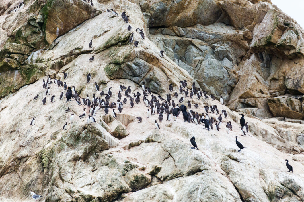 Farallon Islands - cricketsblog/Wikimedia