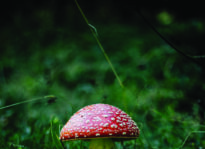 Microdose—Size Matters click to read