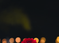 Crosstalk—Symbols bloom Click to read