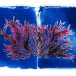 Culture Crush: Week of 06/08/22 Photo provided by Stephanie Clarke SEAWEED ART Artist and climate activist Josie Iselin’s art will be on display at Marin Art and Garden Center through July 10.