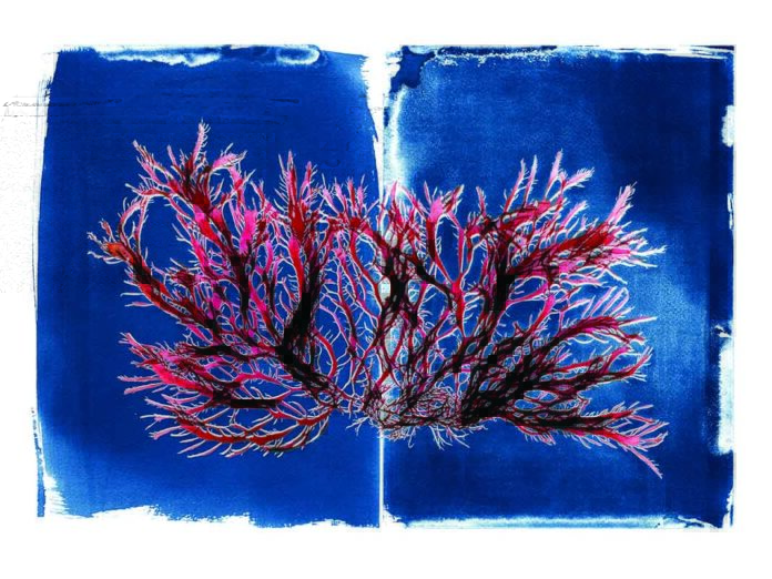 Photo provided by Stephanie Clarke SEAWEED ART Artist and climate activist Josie Iselin’s art will be on display at Marin Art and Garden Center through July 10.