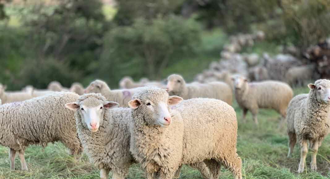 Image by Tanner Yould SHEEPISH Wool, made from the fleece of sheep, has been used for fabric since 4000 BCE.
