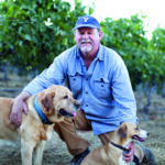 Drought Affects Petaluma Viticulture