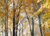 Appreciating Harvest Time through the Eyes of Artists