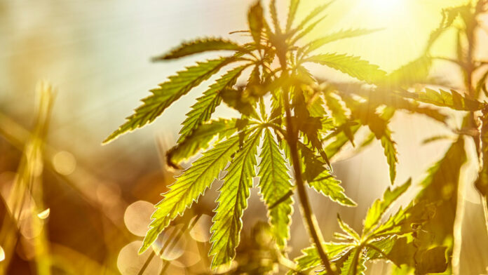 sungrown cannabis, best cannabis strains