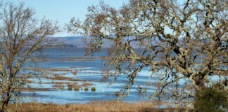 China Camp - King tide - Chelsea Kurnick