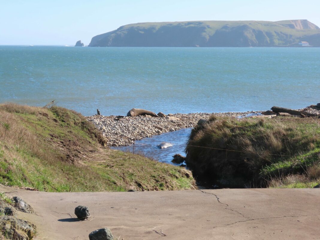 Point Reyes National Seashore B Ranch seals - Peter Byrne