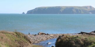Point Reyes National Seashore B Ranch seals - Peter Byrne