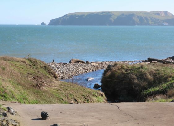 Ranches Poisoning Point Reyes National Seashore with Manure Point Reyes National Seashore B Ranch seals - Peter Byrne