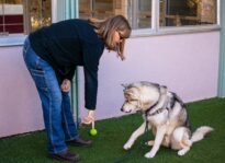Dog Crisis: Local shelters overwhelmed by pooches needing homes