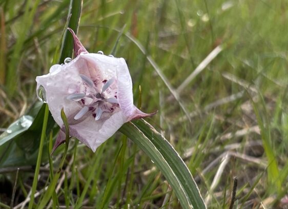 Painted Hills: Winter showers bring ‘super bloom’