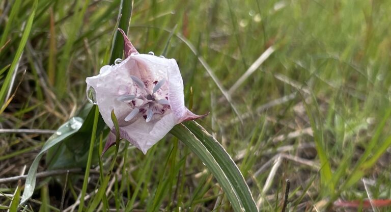 Painted Hills: Winter showers bring ‘super bloom’