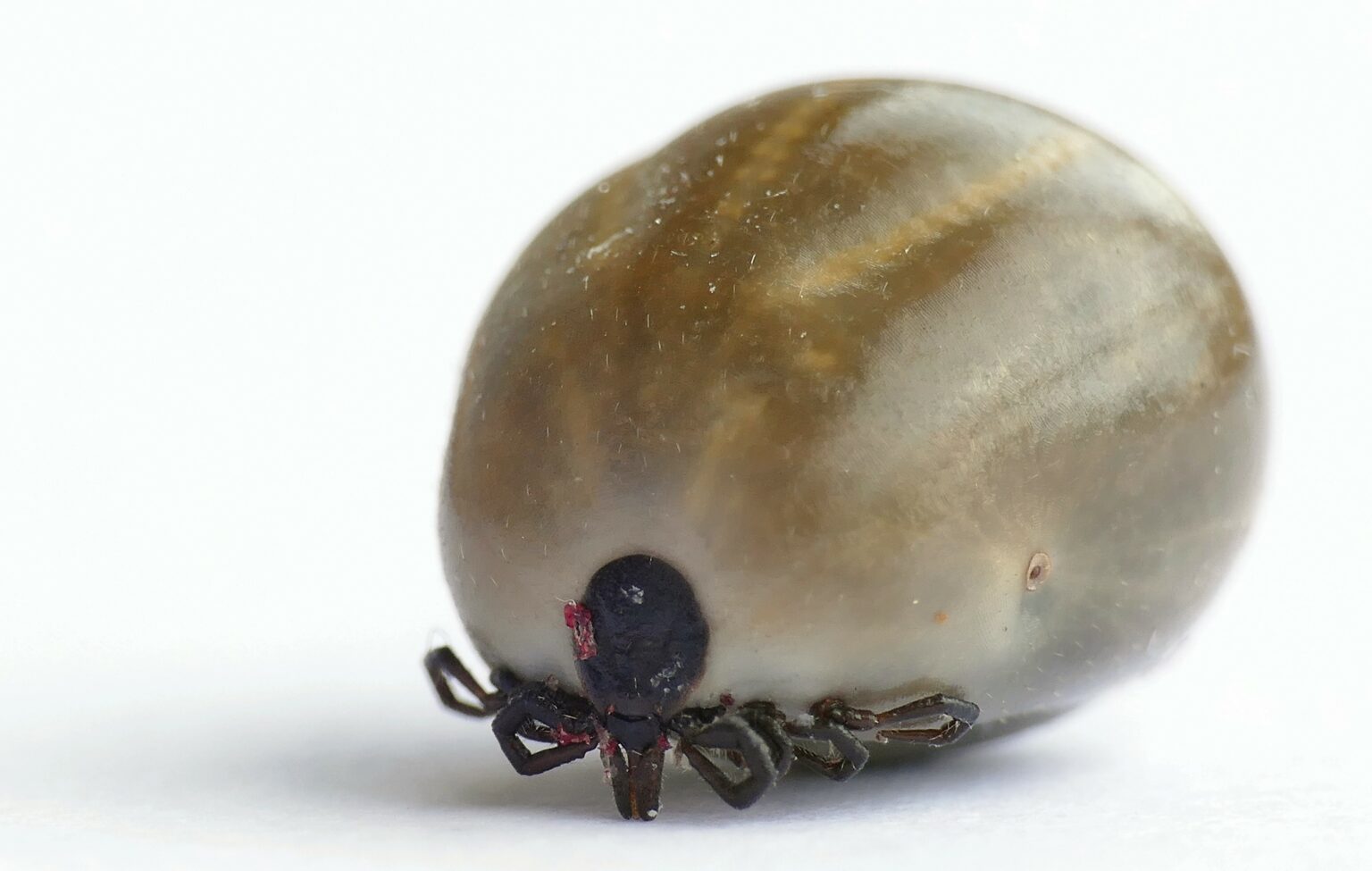 Tick Talk Bloodsucking arachnids spread disease in Northern