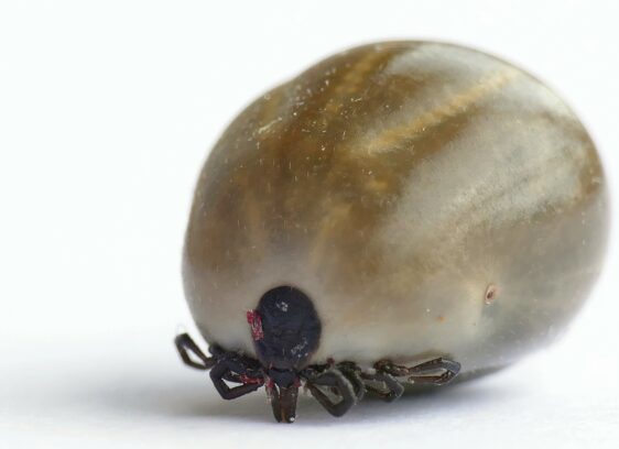 Tick Talk: Blood-sucking arachnids spread disease in Northern California