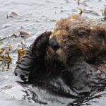 (Un)welcoming Waters: Sea otters poised for comeback to Marin and Sonoma counties